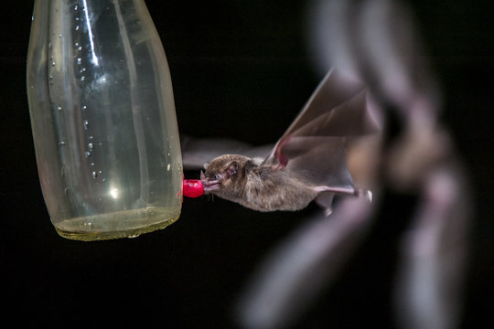 Bat