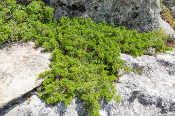 Juniperus communis plant close up.