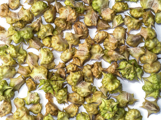 Dry Seeds of Tribulus terrestris plant.