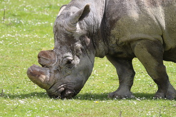 Obraz premium Rhinocéros 