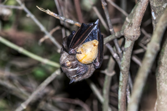 Bat