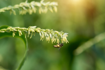 Close up of corn flowers with Small Bee.(Apis flora) in field.