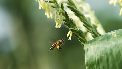 Close up of corn flowers with Small Bee.(Apis flora) in field.