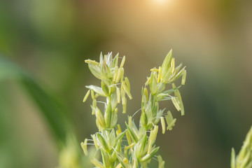 Close up of corn flowers in field.