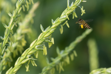 Close up of corn flowers with Small Bee.(Apis flora) in field.