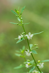 White flower grass of Macao Tea.