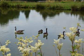 groupe d´oies sauvage