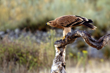 Four-month-old Spanish imperial eagle. Aquila adalberti
