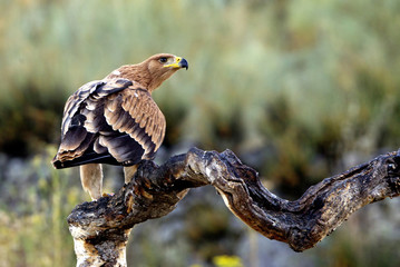 Four-month-old Spanish imperial eagle. Aquila adalberti