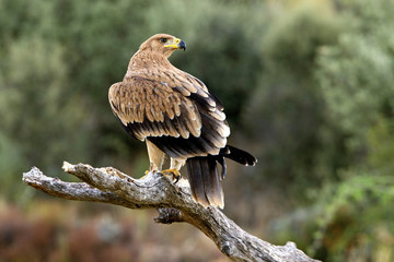 Four-month-old Spanish imperial eagle. Aquila adalberti