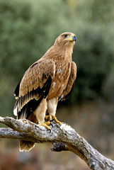 Four-month-old Spanish imperial eagle. Aquila adalberti