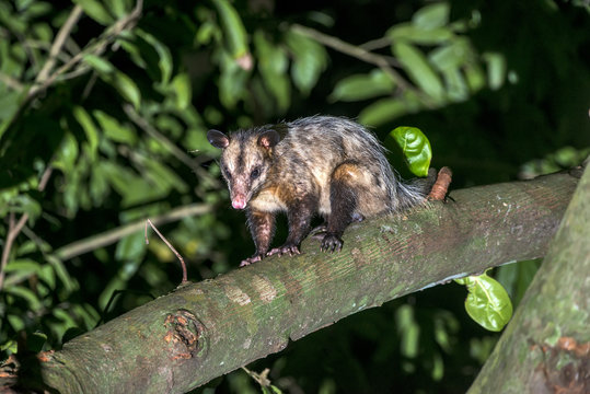 Opossum
