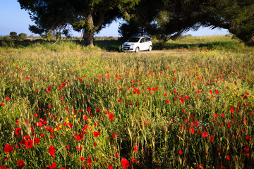 Poppies field and small white car behind them.