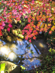 養老渓谷の紅葉