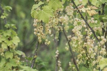 plant Ripe white currant berries fruit bio organic backyard healthy outdoor produce germany macro close up