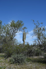 Cactus amongst the trees - 166777205