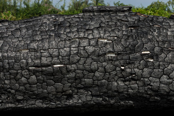Details on the surface of charcoal.