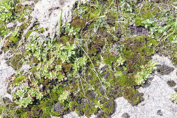 Granite rock with moss background. Background of stone surface. Textured processing hard stone.