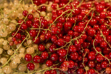 Natural background berries red white currant fruit bio organic backyard healthy outdoor produce germany macro close up