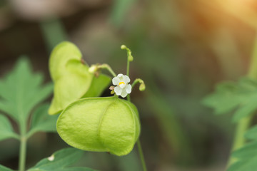 Balloon vine plant.