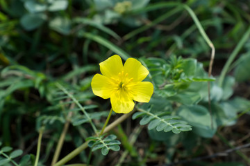 Yellow flowers of Tribulus terrestris plant.