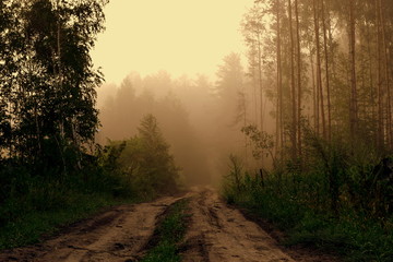 Forest in the fog