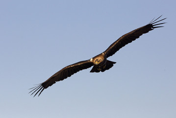 Adul male of Spainsh imperial eagle. Aquila adalberti
