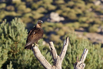 Adul male of Spainsh imperial eagle. Aquila adalberti