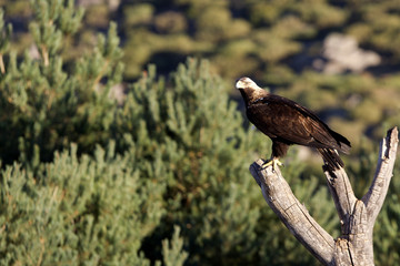 Adul male of Spainsh imperial eagle. Aquila adalberti