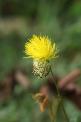 yellow flower of water sensitive plant