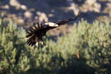 Adul male of Spainsh imperial eagle. Aquila adalberti