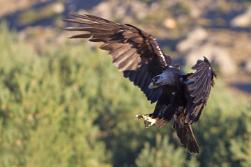 Adul male of Spainsh imperial eagle. Aquila adalberti