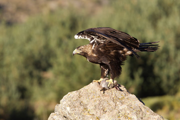 Adult female of Spainsh imperial eagle. Aquila adalberti