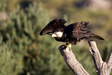 Adul male of Spainsh imperial eagle. Aquila adalberti