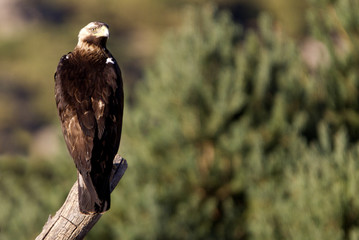Adul male of Spainsh imperial eagle. Aquila adalberti