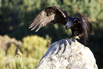 Adult female of Spainsh imperial eagle. Aquila adalberti