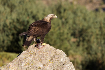 Adul male of Spainsh imperial eagle. Aquila adalberti