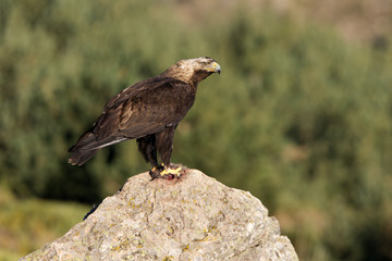 Adul male of Spainsh imperial eagle. Aquila adalberti