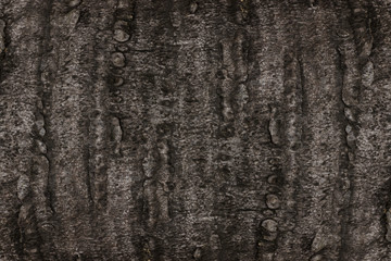 Texture of sugar palm bark.