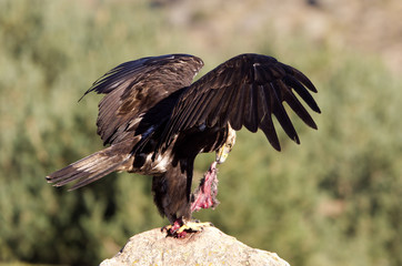 Adul male of Spainsh imperial eagle. Aquila adalberti