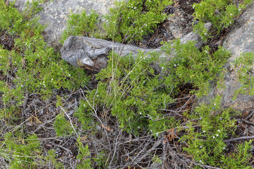 Juniperus communis plant close up.