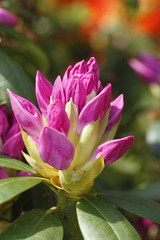 rosa Rhododendronknospe
