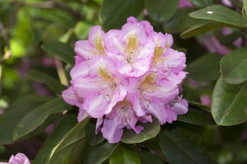 rosa Rhododendronblüten