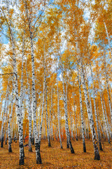Panele Szklane  jesienny las brzozowy