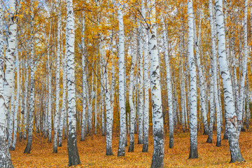 autumn birch forest