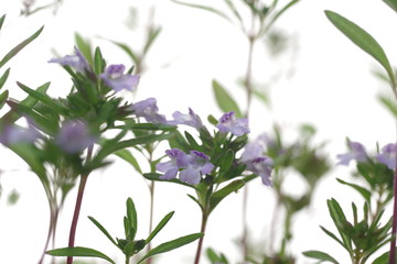 thyme plant with flowers on white background