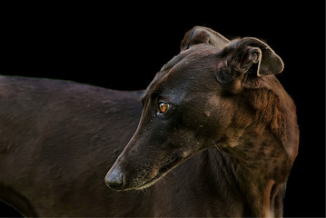 Portrait of a greyhound outdoor 