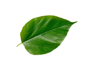 Close up a green leaf on white background.