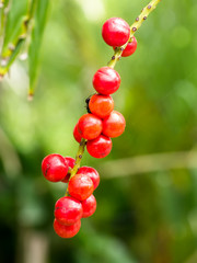 red seeds of Licuala paludosa Griff tree.