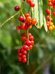 red seeds of Licuala paludosa Griff tree.